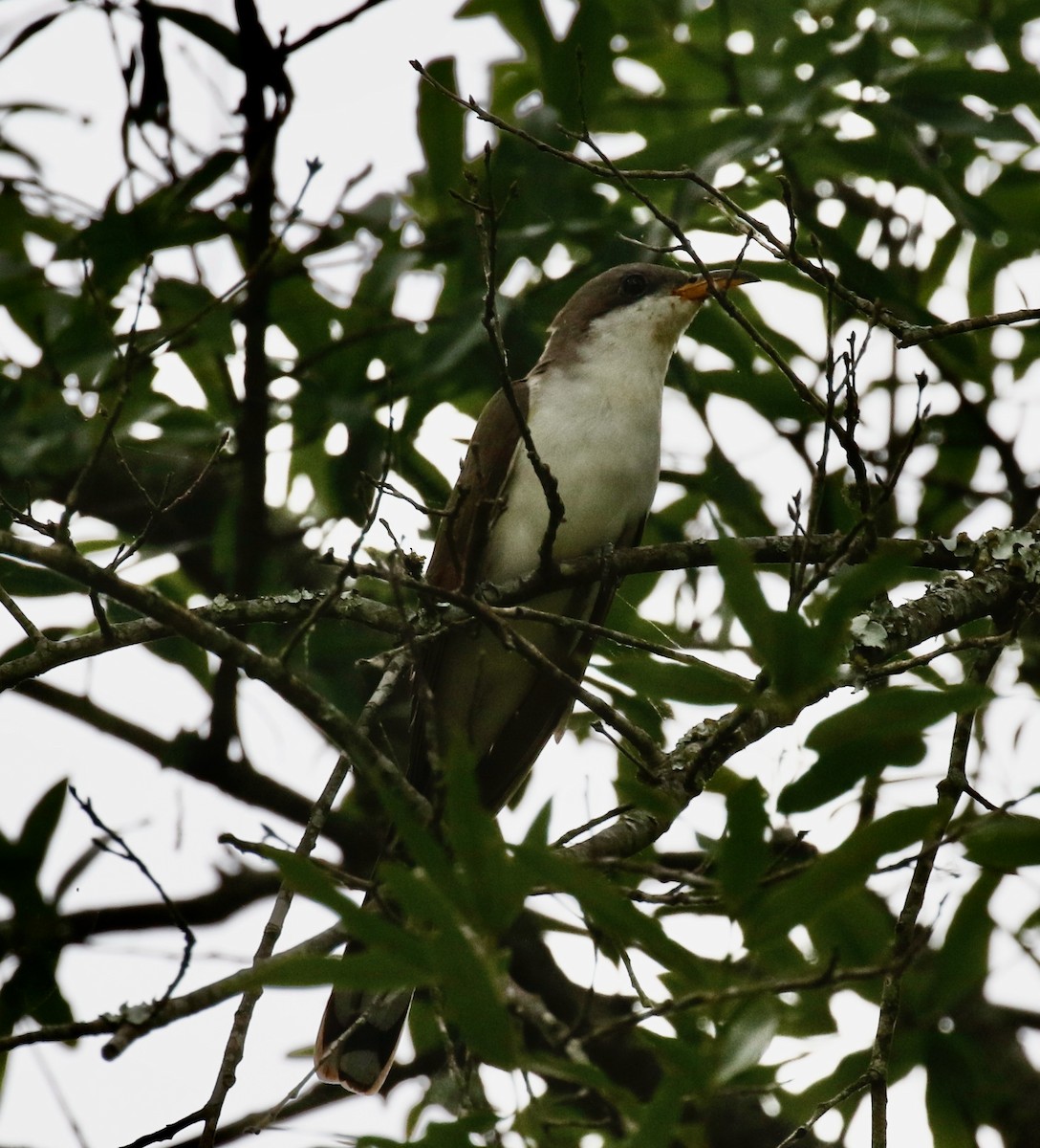 Yellow-billed Cuckoo - ML619720676