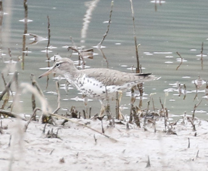 Spotted Sandpiper - Pamela Barton