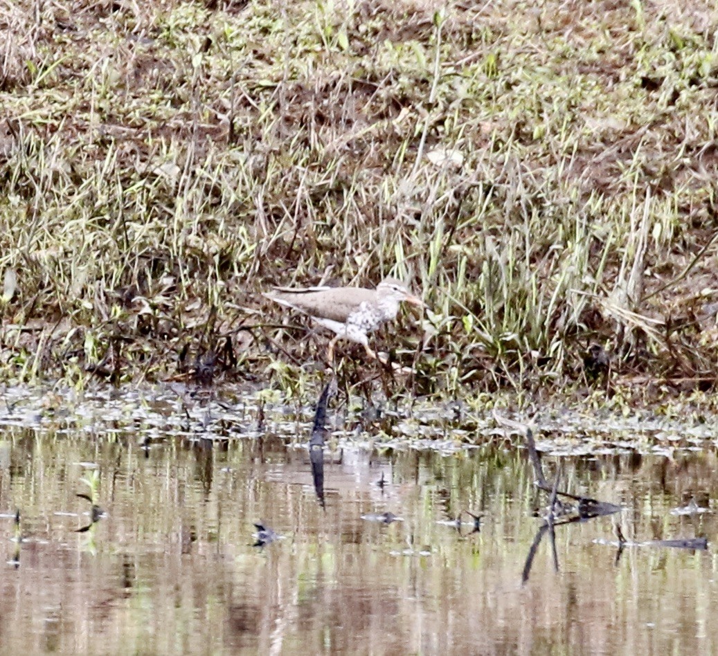 Spotted Sandpiper - Pamela Barton