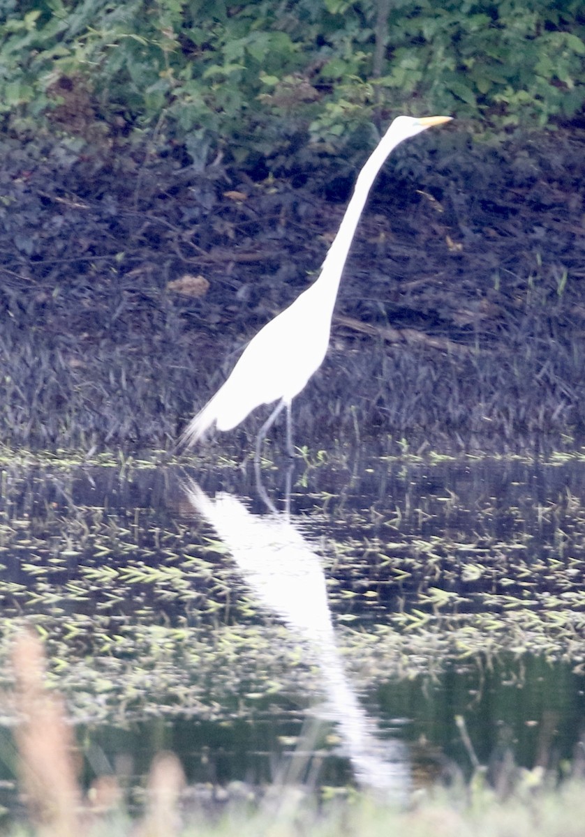 Great Egret - ML619720685