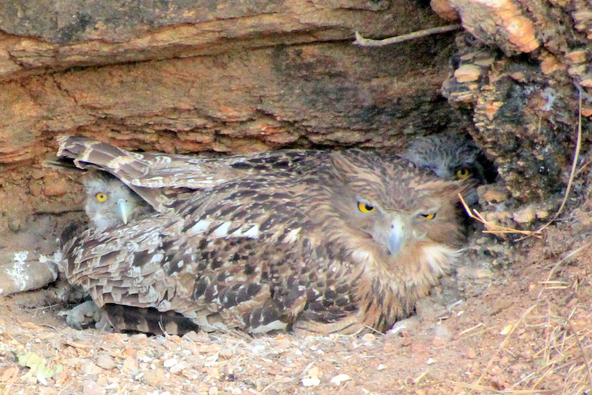 Brown Fish-Owl - ML619720689