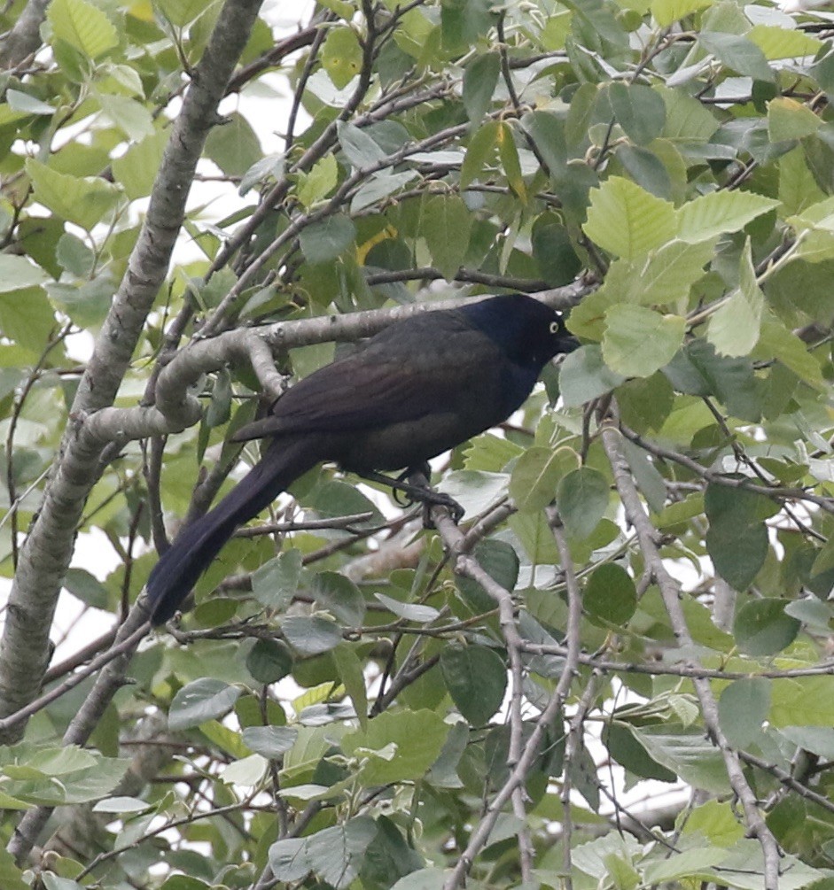 Common Grackle - ML619720693