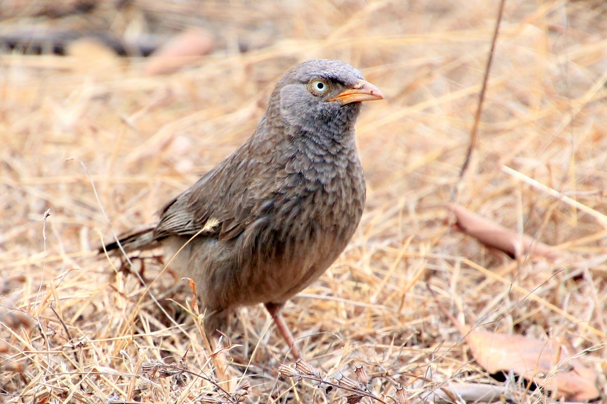 Jungle Babbler - ML619720696