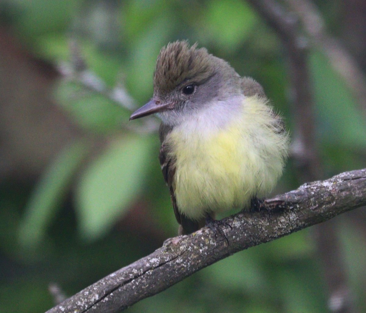 Great Crested Flycatcher - ML619720701
