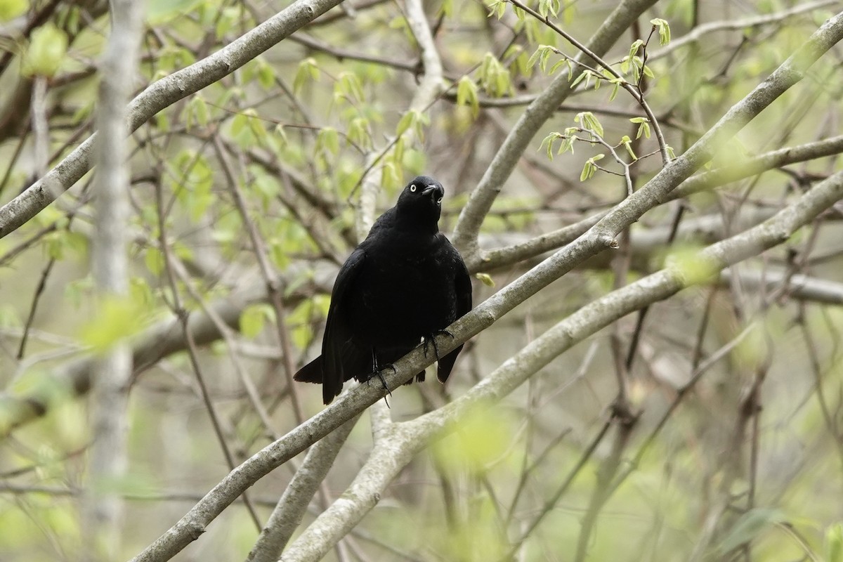 Rusty Blackbird - ML619720707