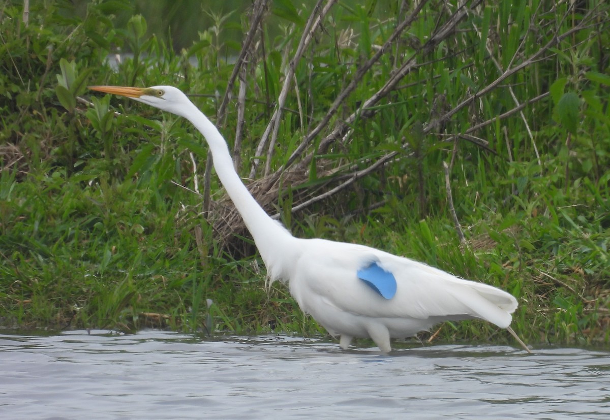 Great Egret - ML619720744