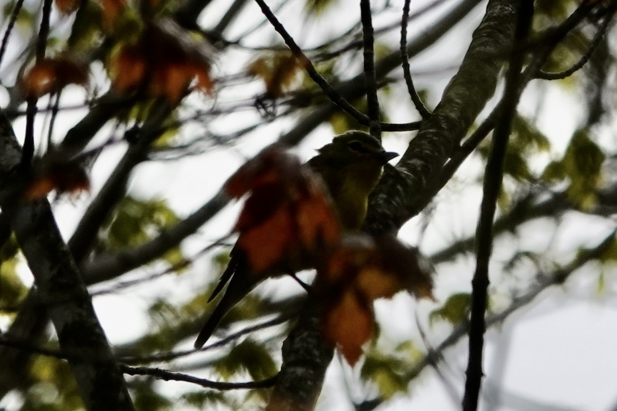 Yellow-throated Vireo - ML619720755