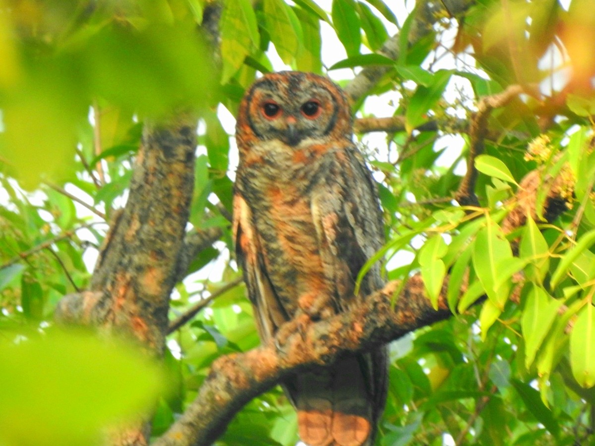 Mottled Wood-Owl - ML619720756
