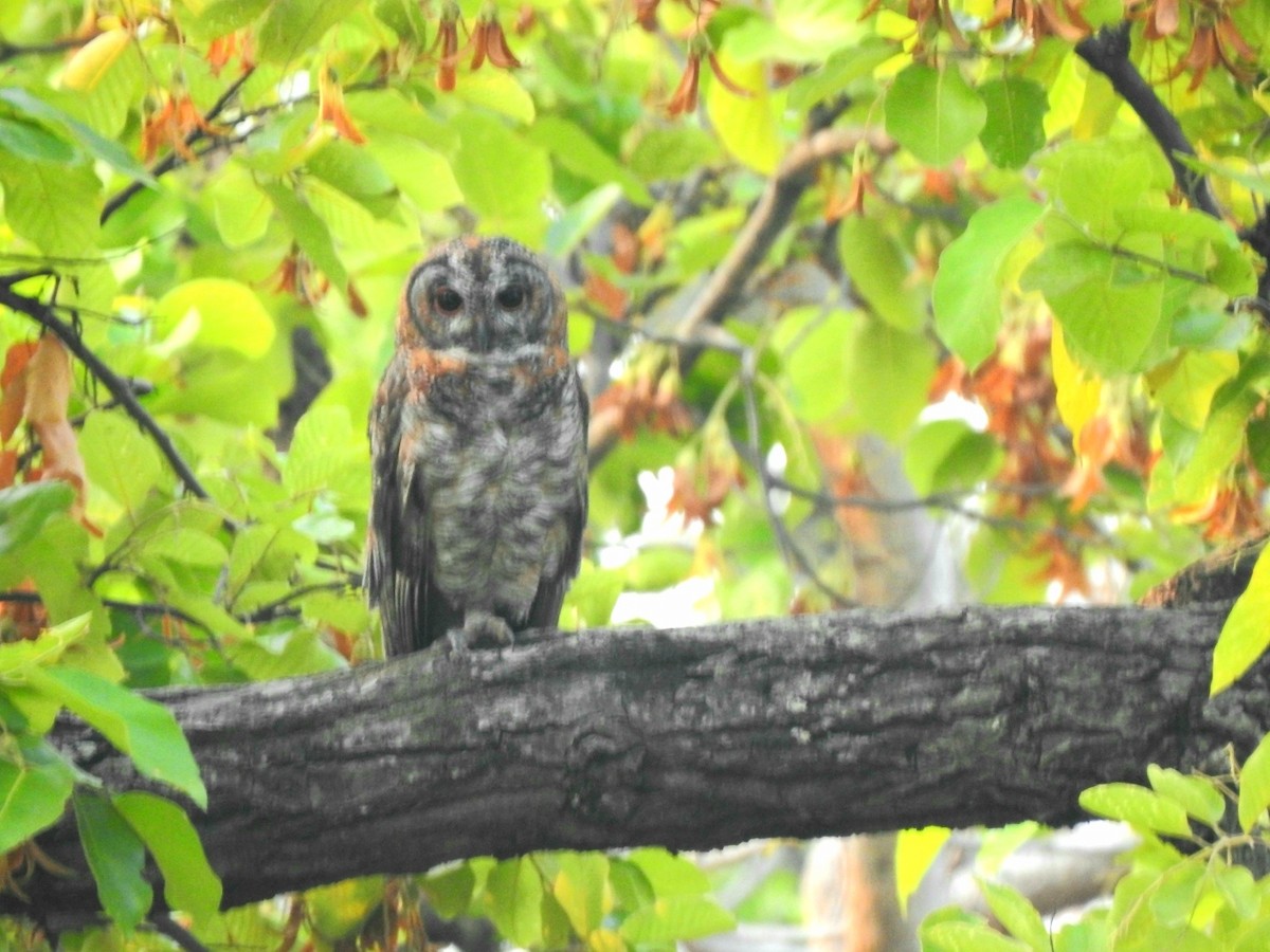 Mottled Wood-Owl - ML619720757
