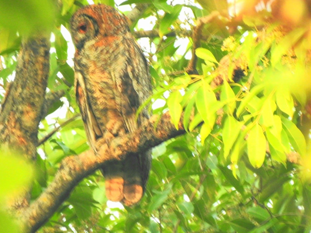 Mottled Wood-Owl - ML619720758