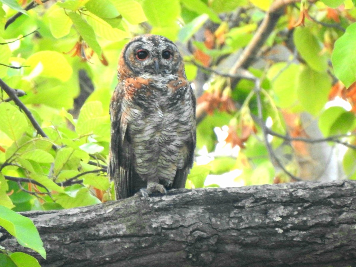 Mottled Wood-Owl - ML619720761