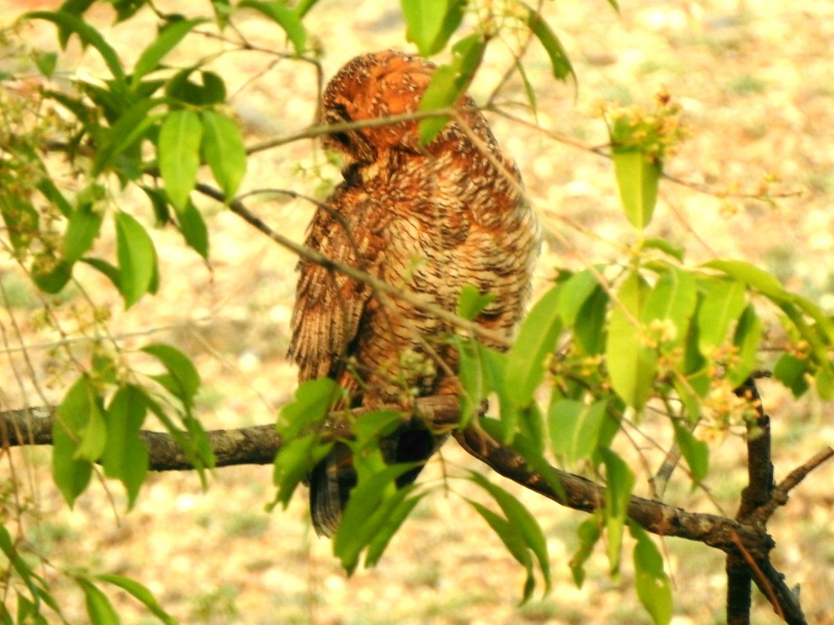 Mottled Wood-Owl - ML619720763