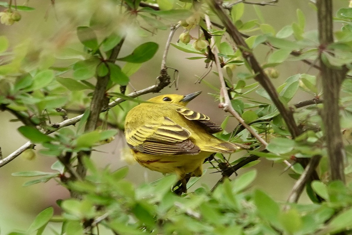 Yellow Warbler - ML619720774