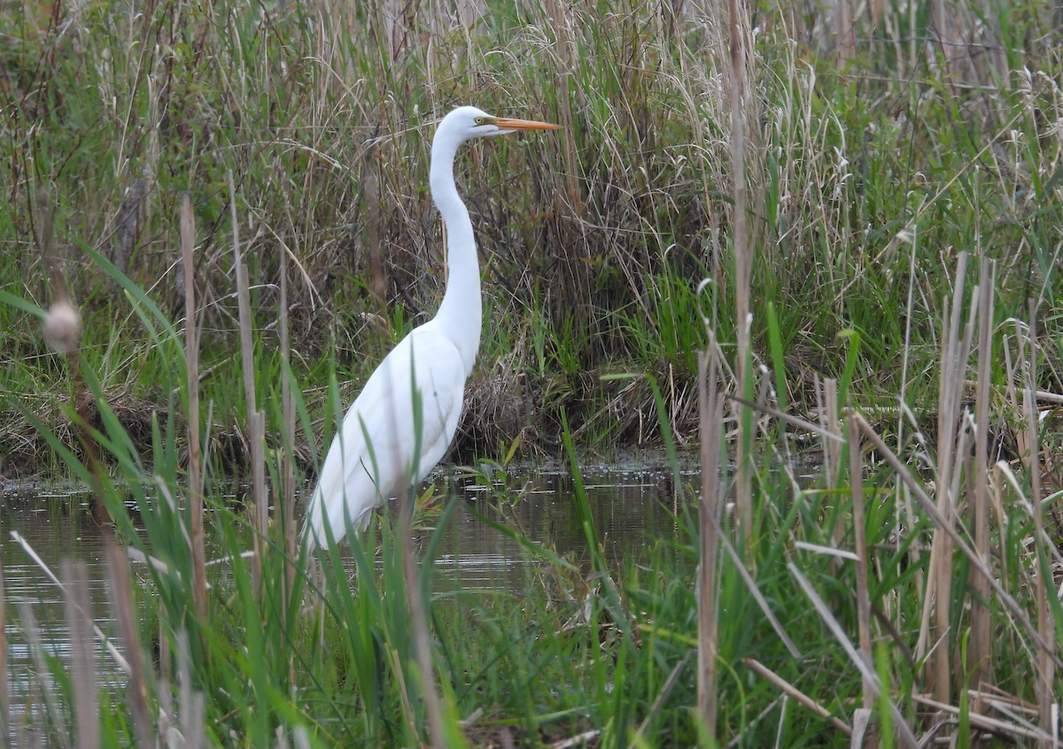 Great Egret - Joanne Muis Redwood