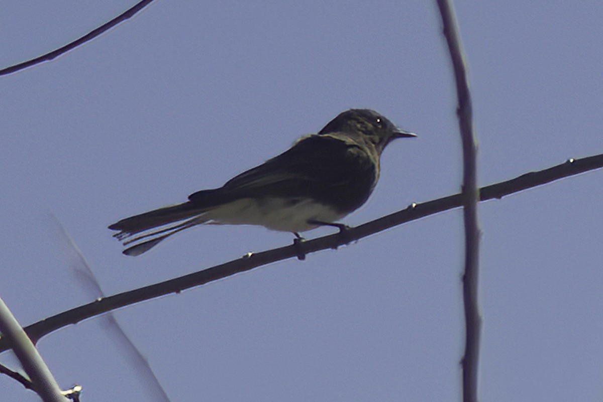 Black Phoebe - ML619720796