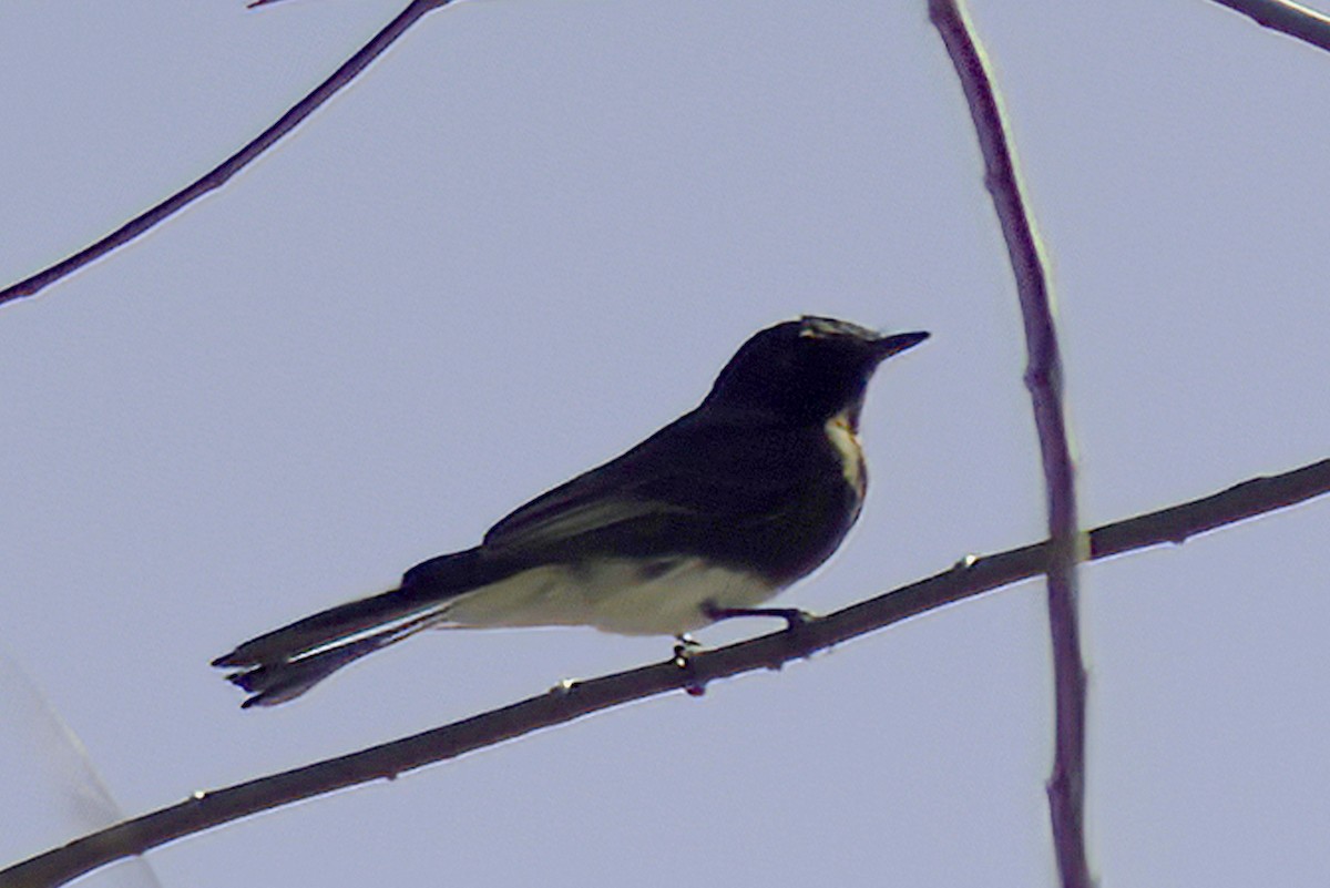 Black Phoebe - ML619720797