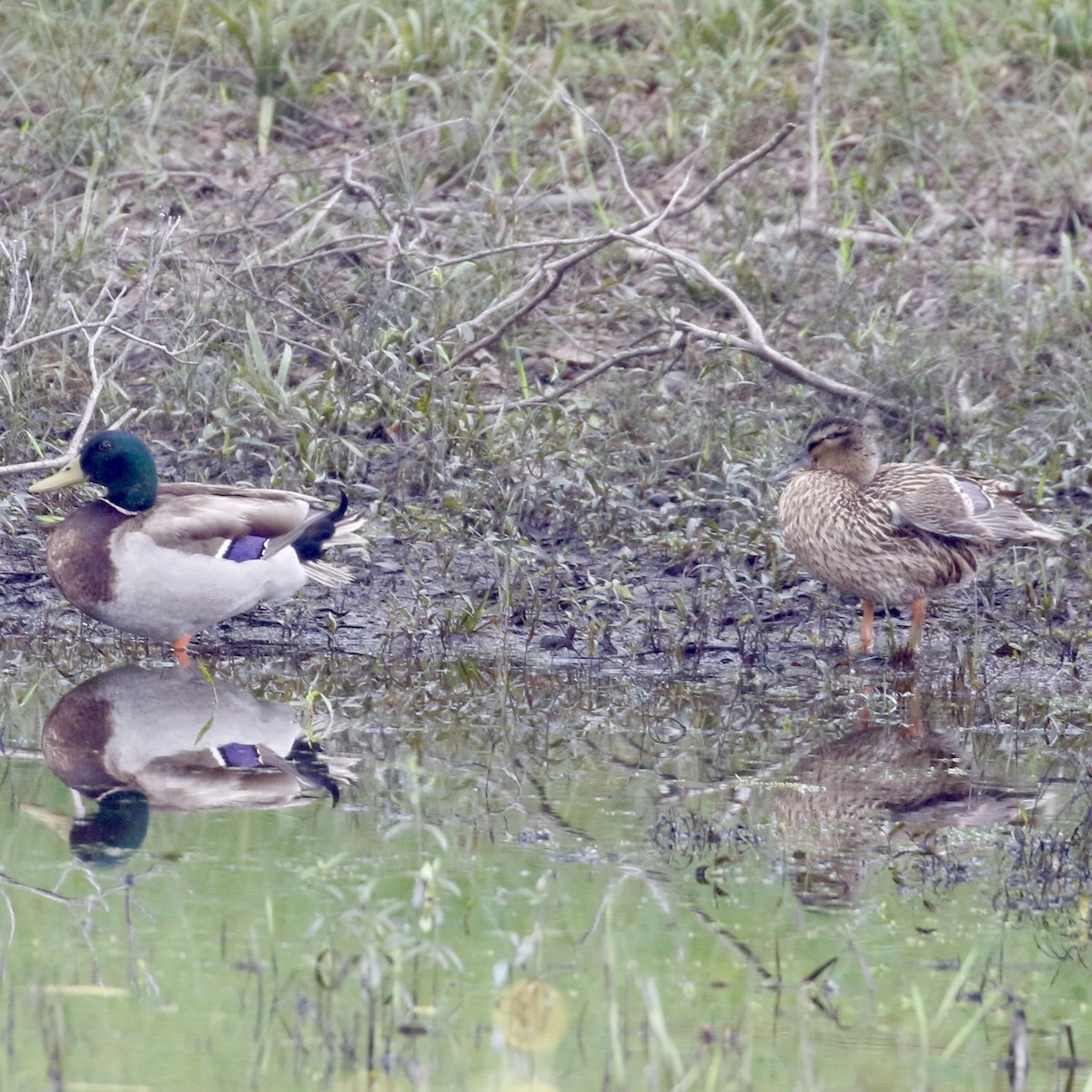 Mallard - ML619720801