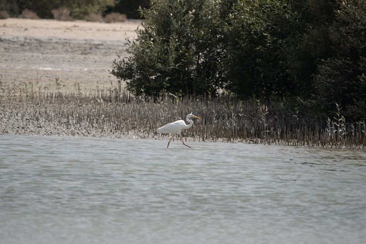 Great Egret - ML619720807