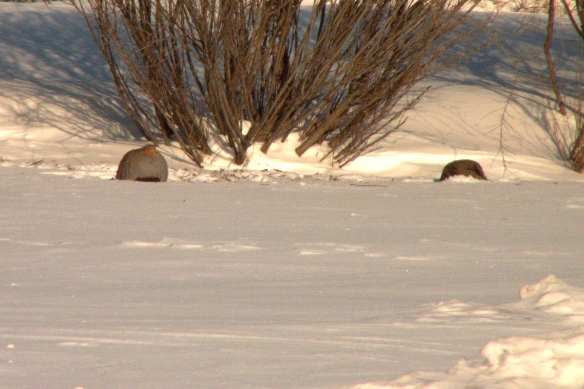 Gray Partridge - ML619720811