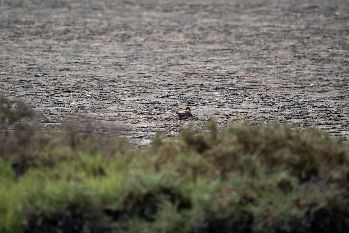 Red-wattled Lapwing - ML619720813