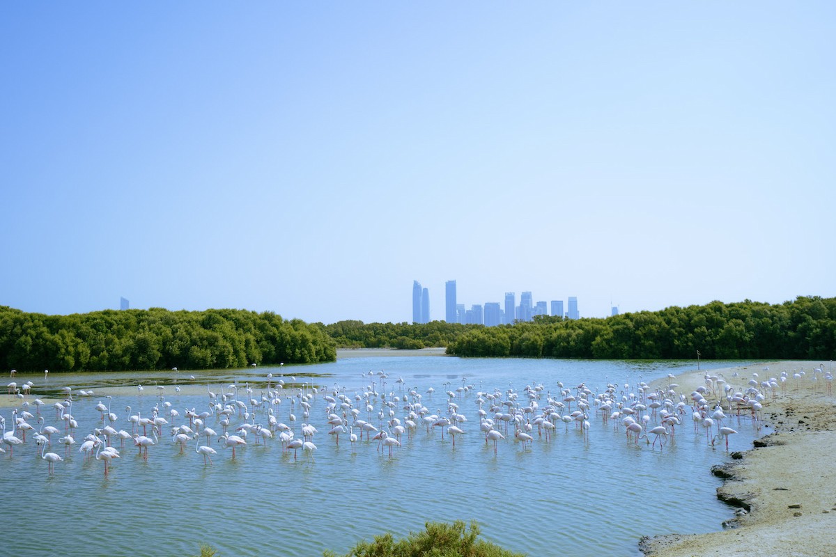 Greater Flamingo - Christiaen MOUS