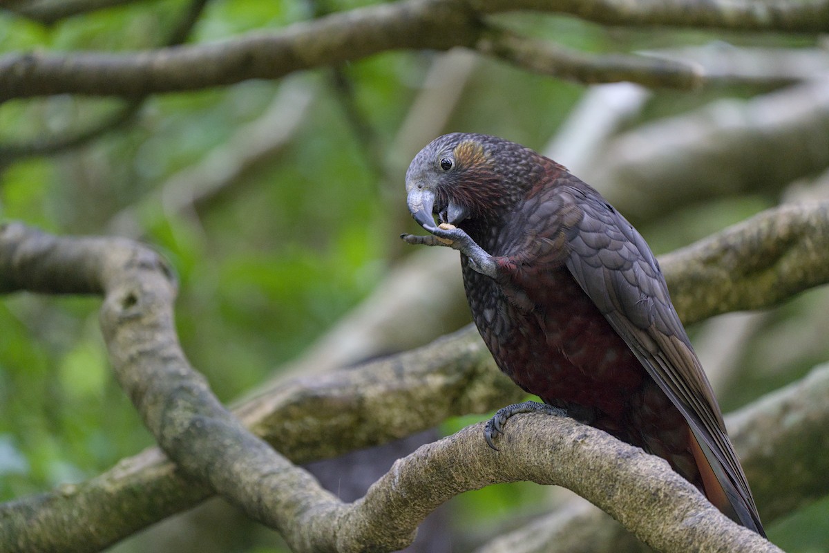 New Zealand Kaka - ML619720846