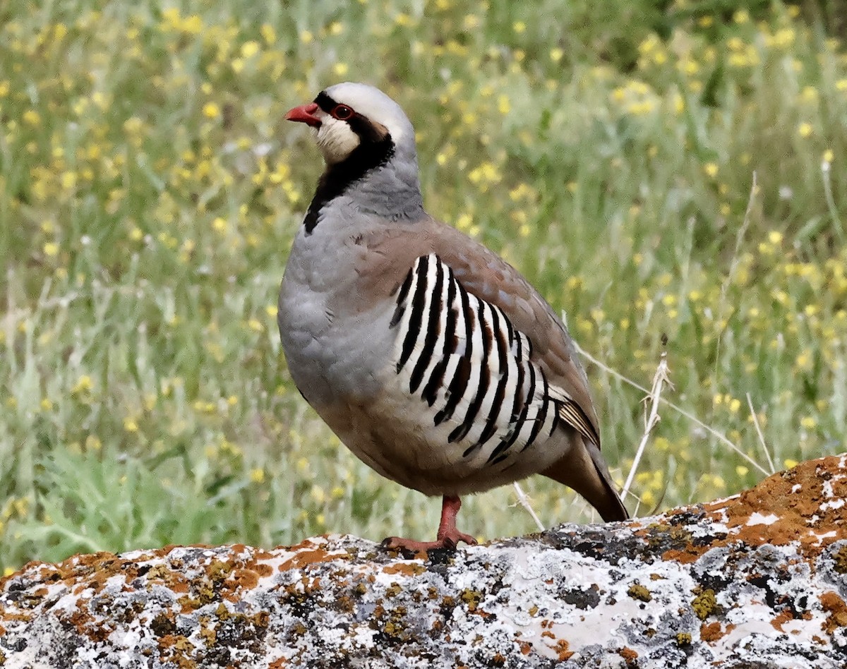 Chukar - ML619720850