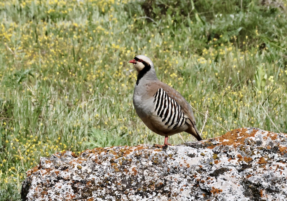 Chukar - ML619720853