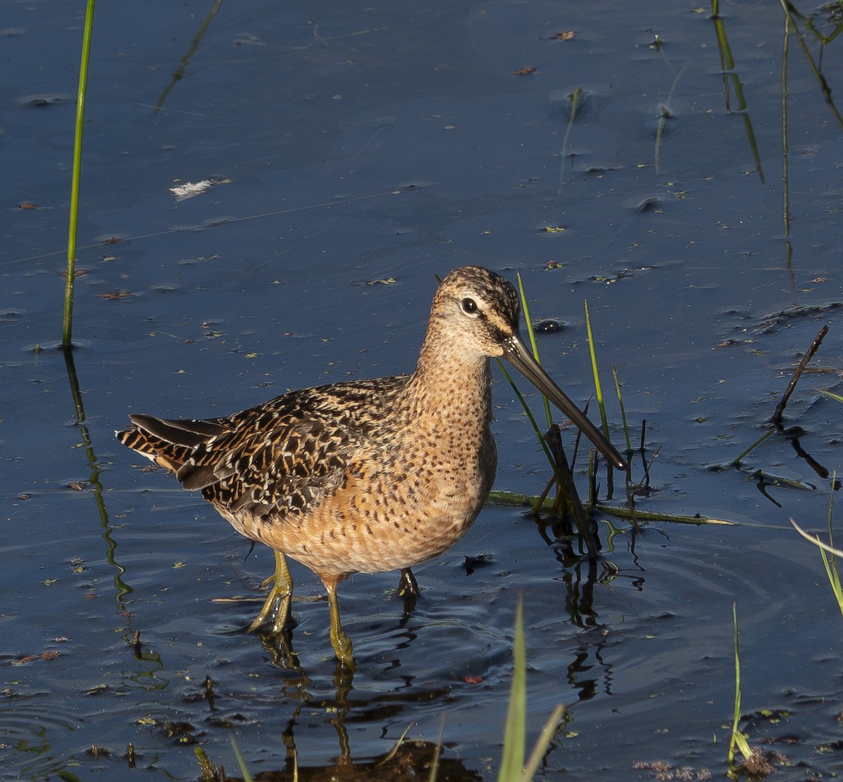 Long-billed Dowitcher - ML619720868
