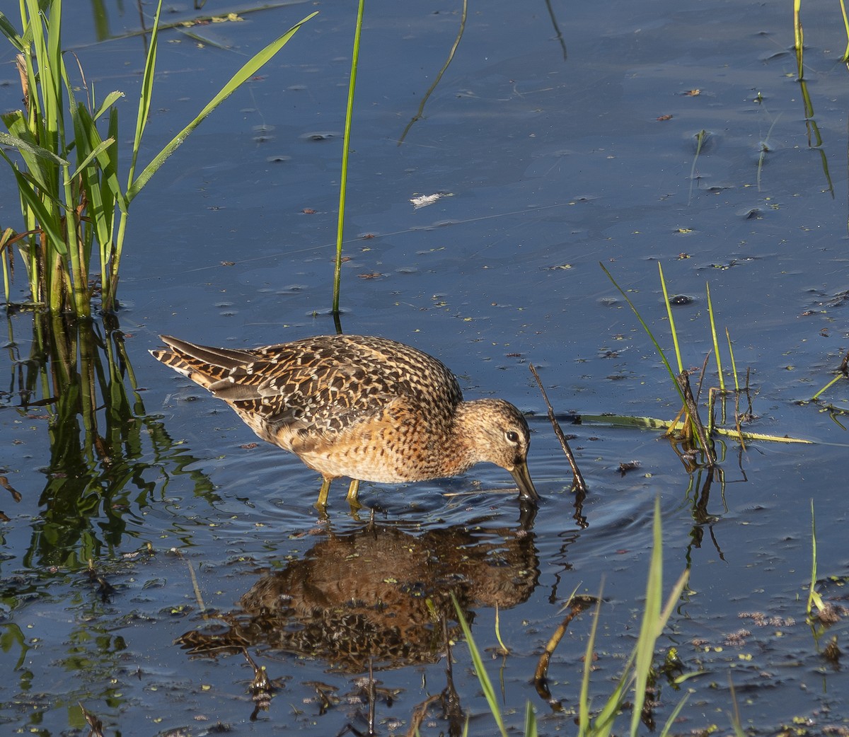 Long-billed Dowitcher - ML619720869