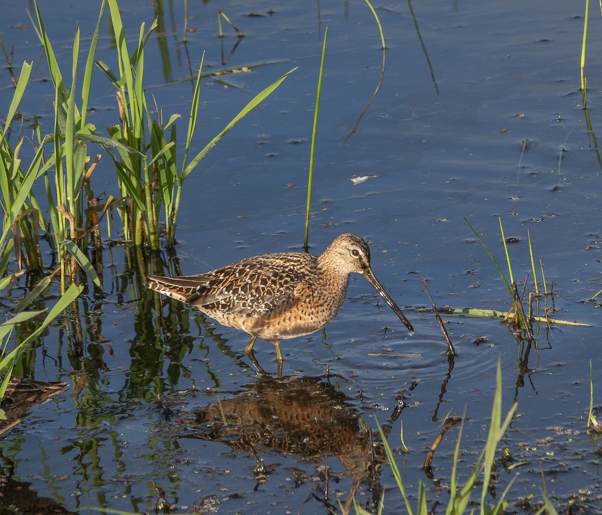 Long-billed Dowitcher - ML619720870