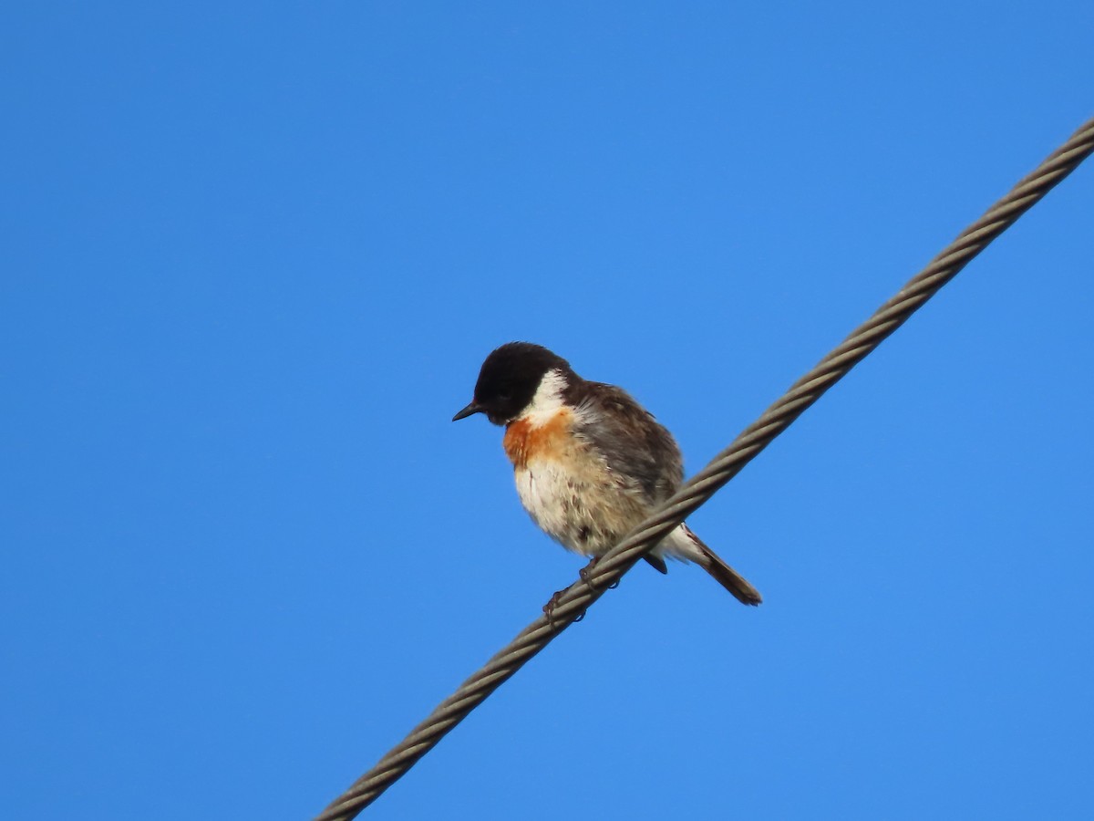 Siberian Stonechat (Siberian) - ML619720894