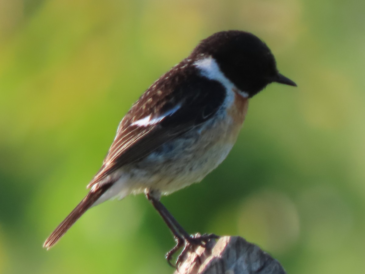 Siberian Stonechat (Siberian) - ML619720895