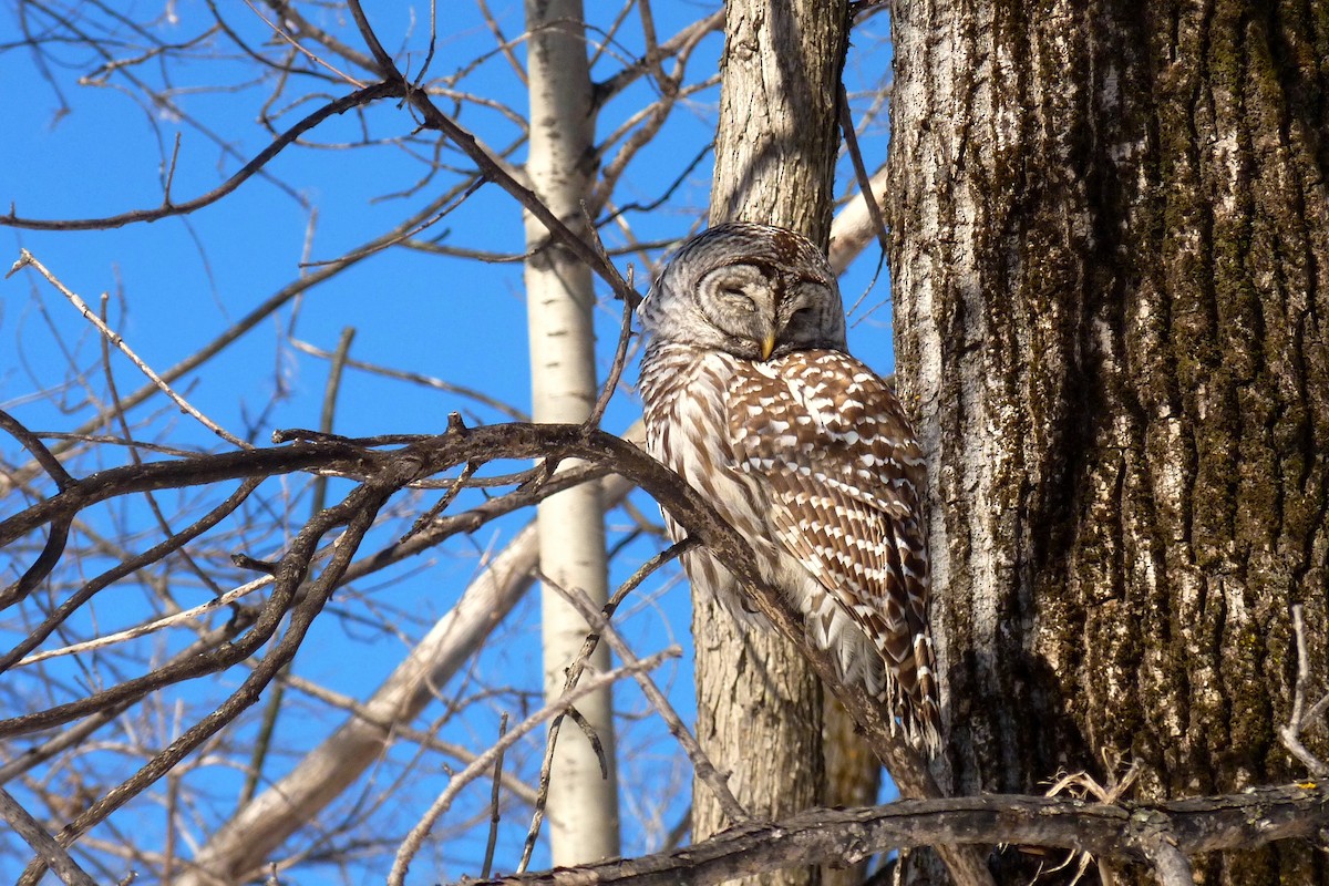 Barred Owl - ML619720913