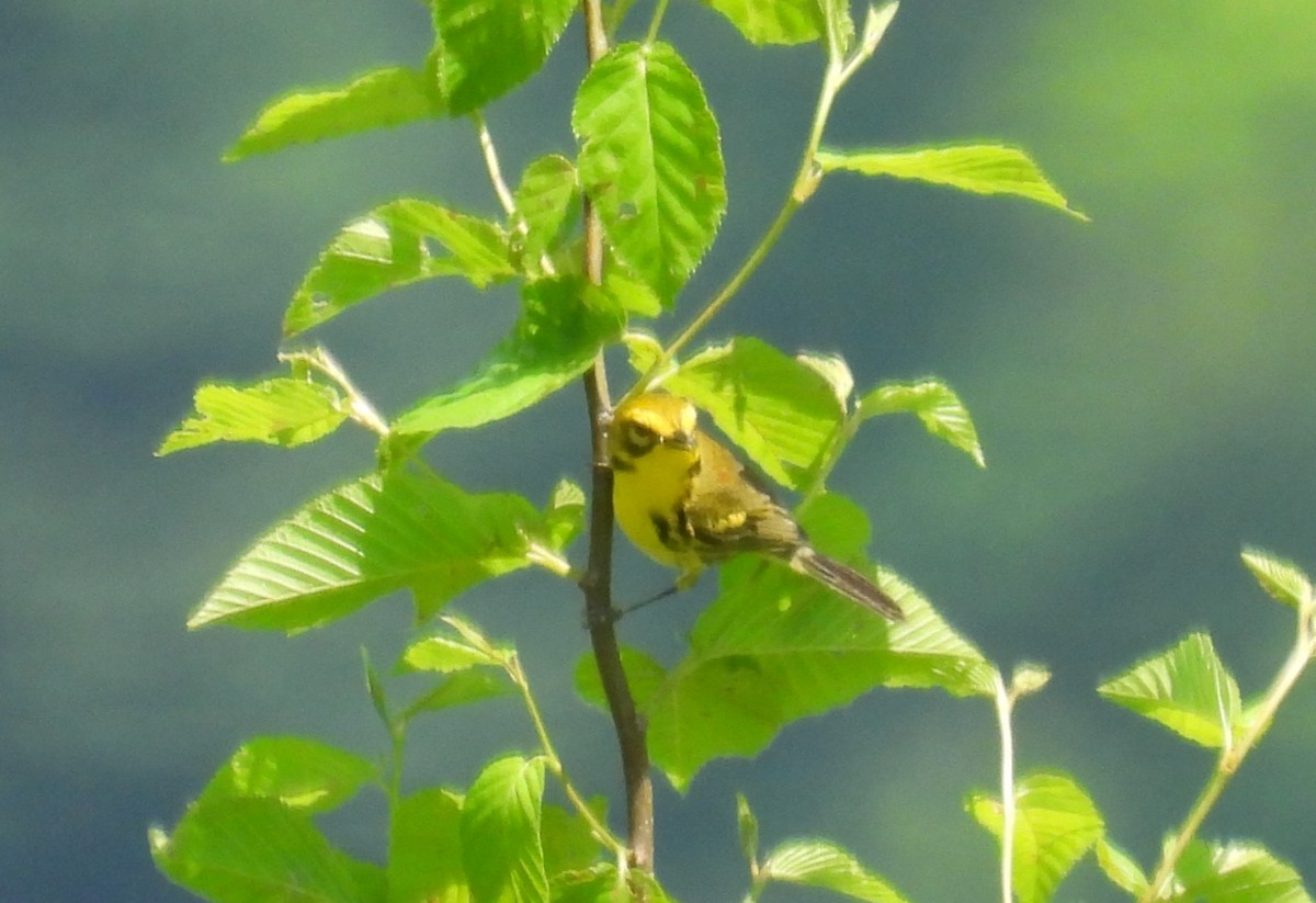 Prairie Warbler - ML619720969