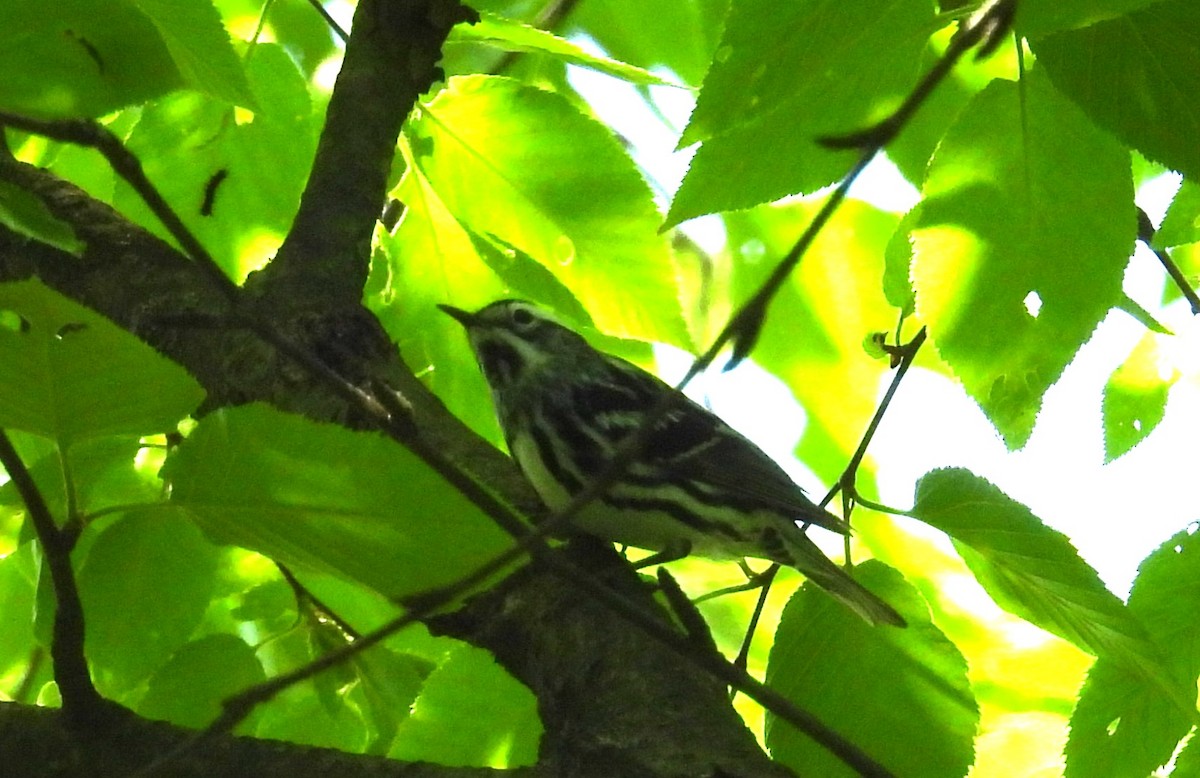 Black-and-white Warbler - ML619720980