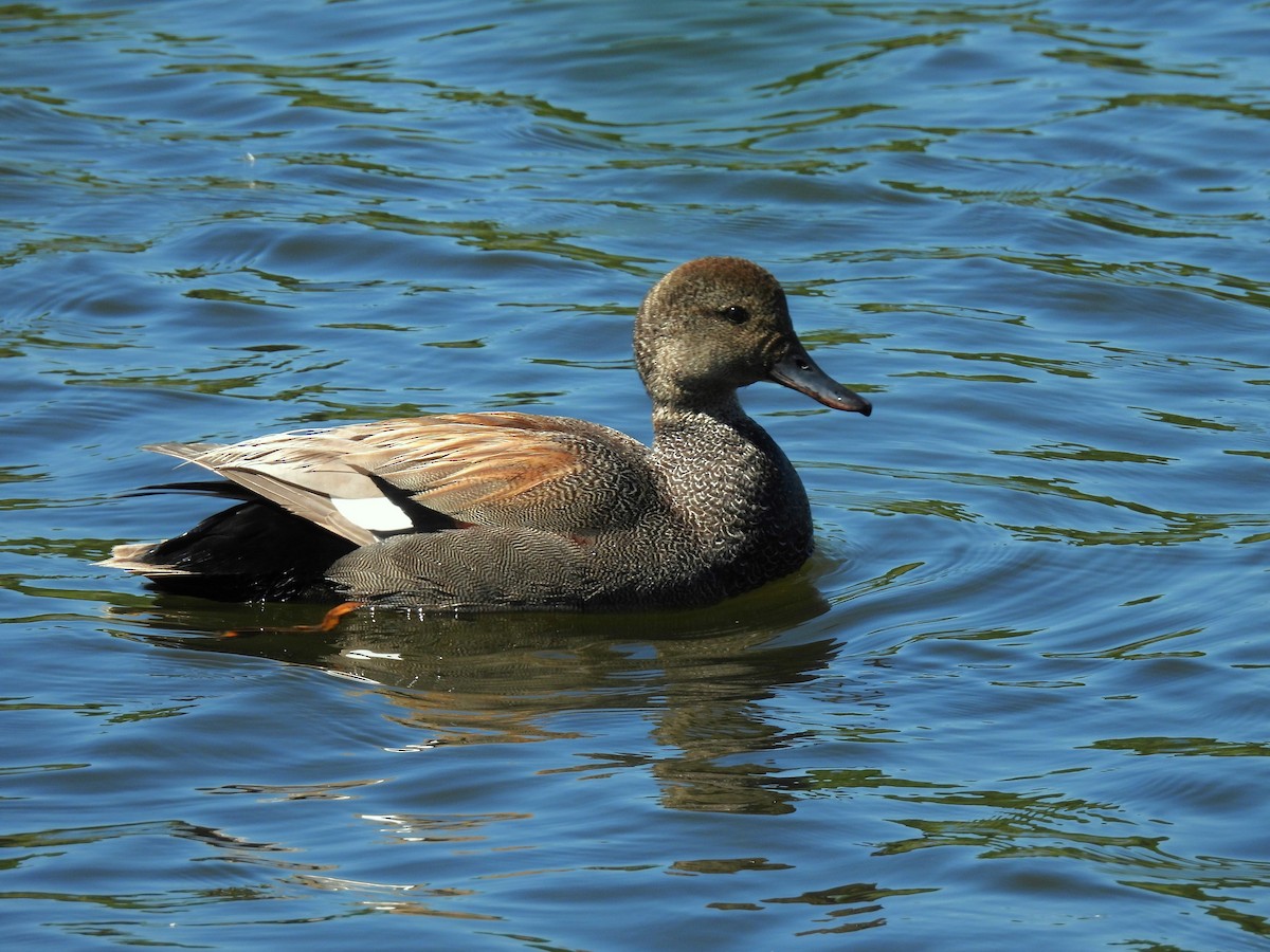 Gadwall - ML619720999