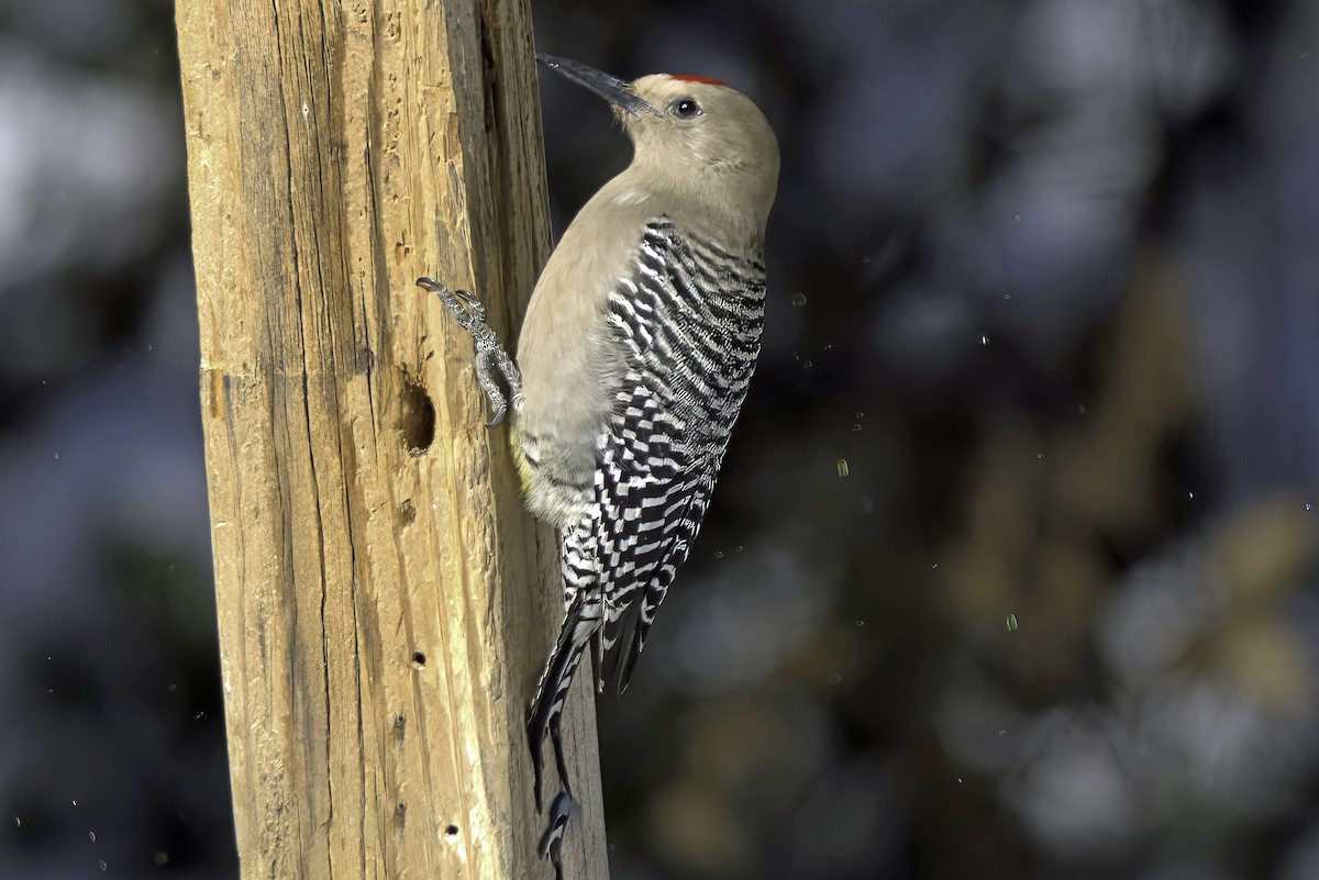 Gila Woodpecker - ML619721010