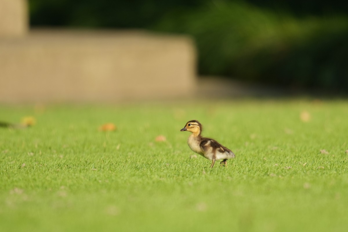 Mandarin Duck - ML619721017