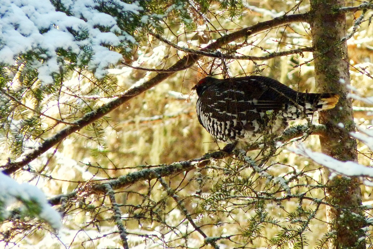 Spruce Grouse - ML619721030