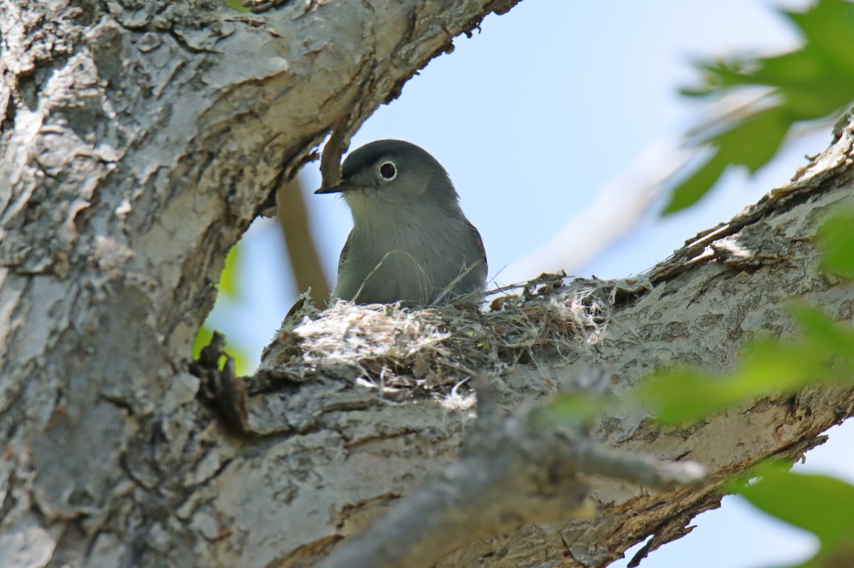 Blue-gray Gnatcatcher - Tim Leppek