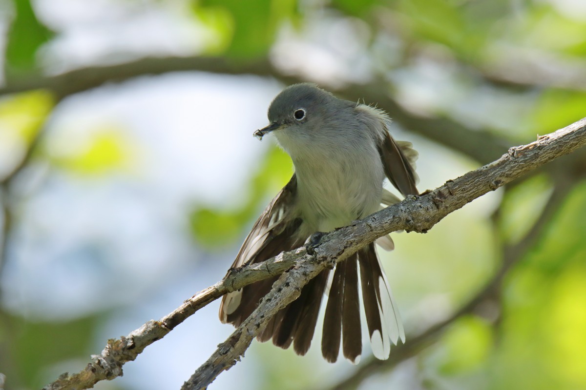 Blue-gray Gnatcatcher - ML619721064