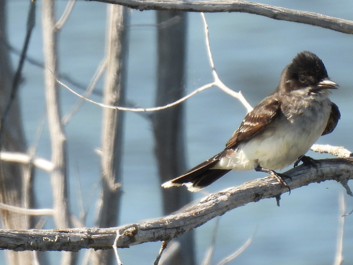 Eastern Kingbird - Lisette Cote