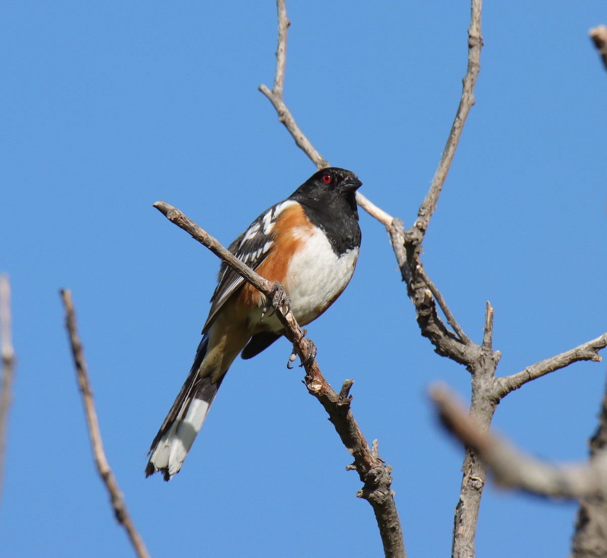 Spotted Towhee - ML619721073