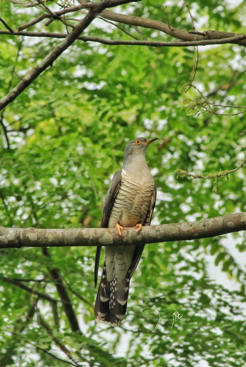 Common Cuckoo - ML619721075