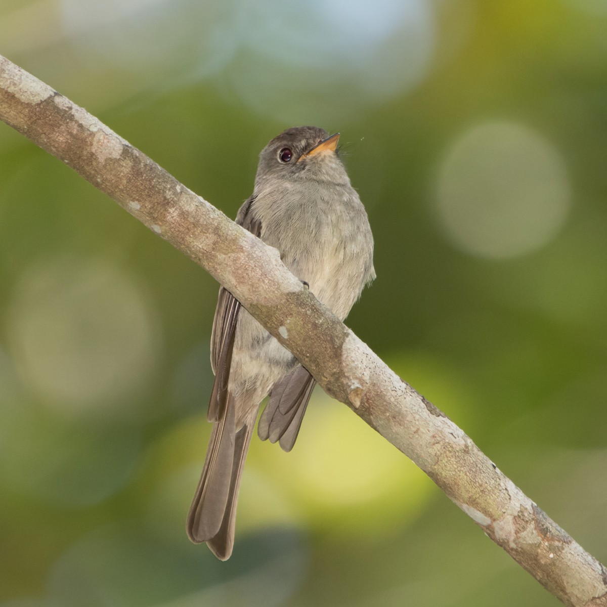 Southern Tropical Pewee - ML619721102