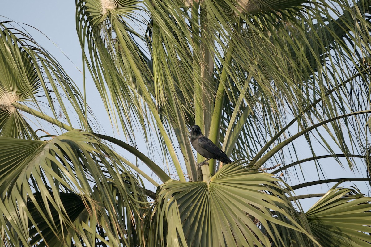 House Crow - ML619721144