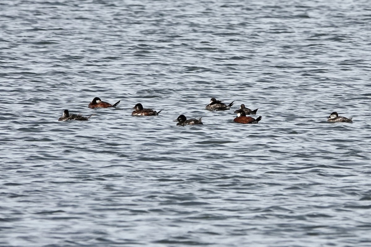 Ruddy Duck - ML619721151