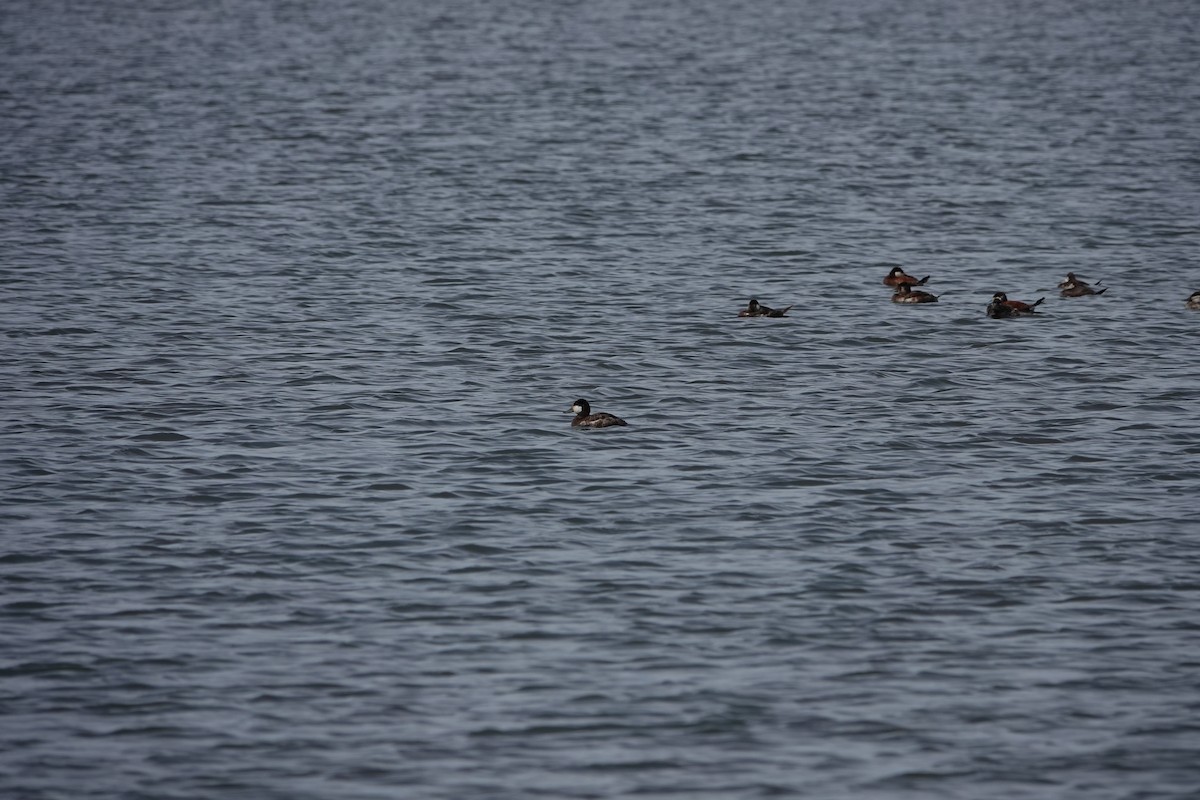 Ruddy Duck - ML619721164