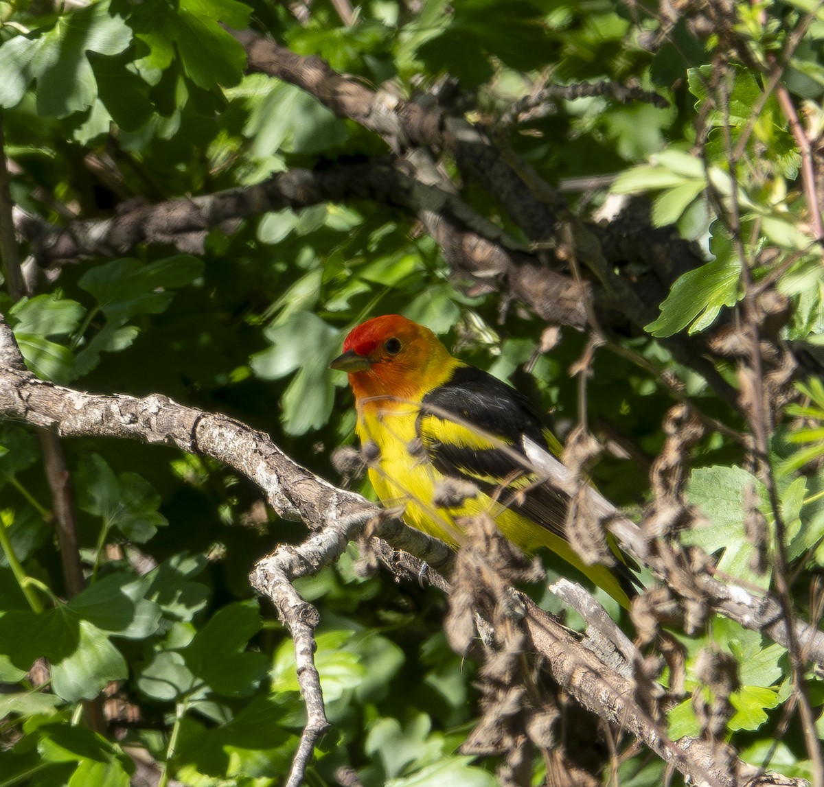 Western Tanager - ML619721207